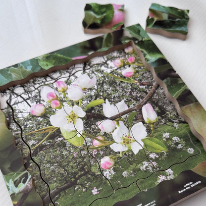 Apple Life Cycle Layered Puzzle