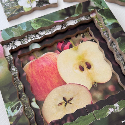 Apple Life Cycle Layered Puzzle