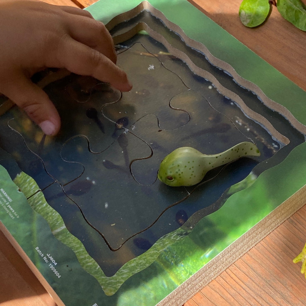 Frog Life Cycle Layered Puzzle