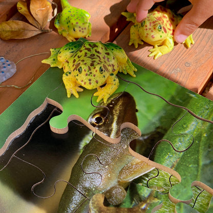 Frog Life Cycle Layered Puzzle