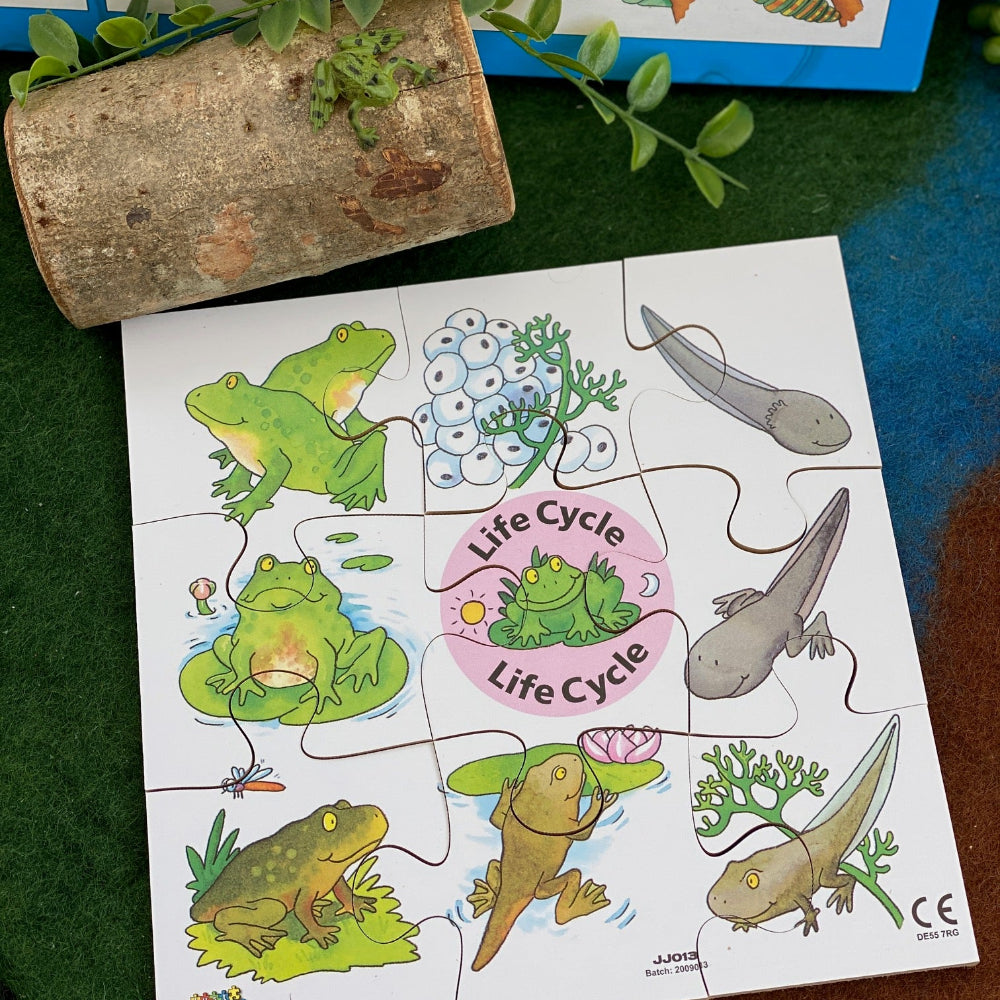 Educational children's puzzle with frog life cycle on a green surface, surrounded by  leaves.