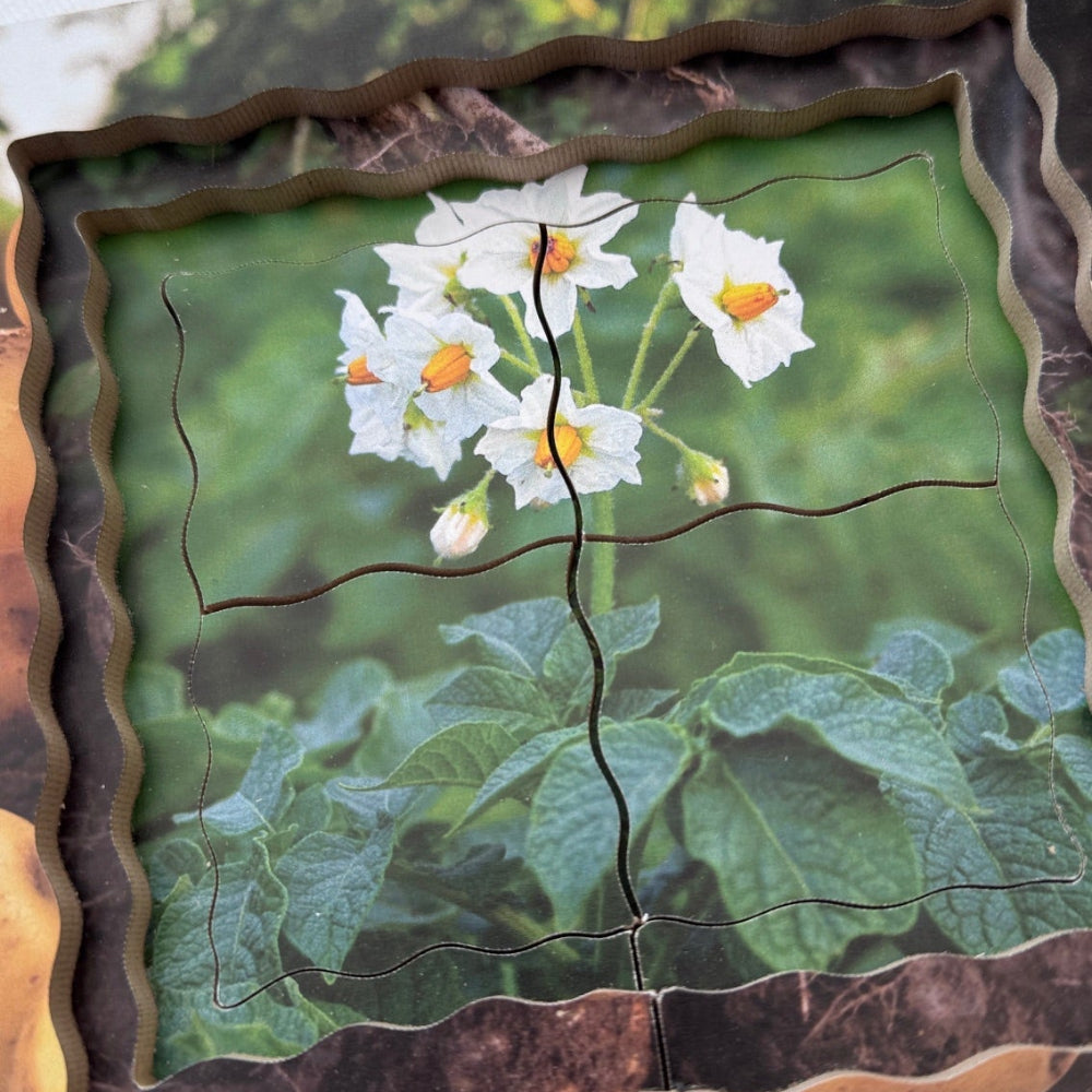 Potato Life Cycle Layered Puzzle