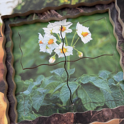 Potato Life Cycle Layered Puzzle